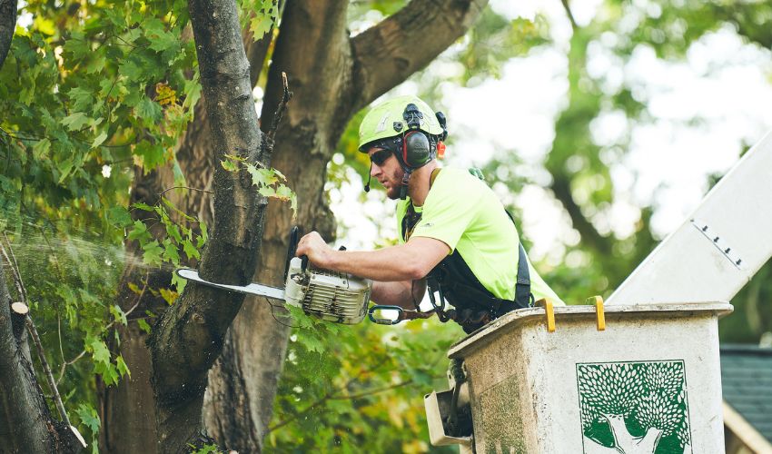 An Independent Tree worker uses a bucket truck to reach a tree and then uses a chainsaw to cut sections for removal.
