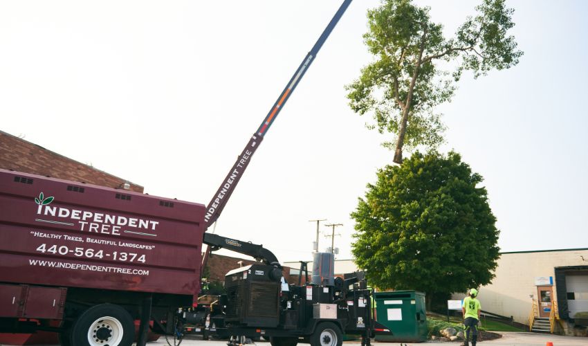 The Independent Tree crane is used to remove a large section of a tree at an industrial setting in Northeast Ohio.