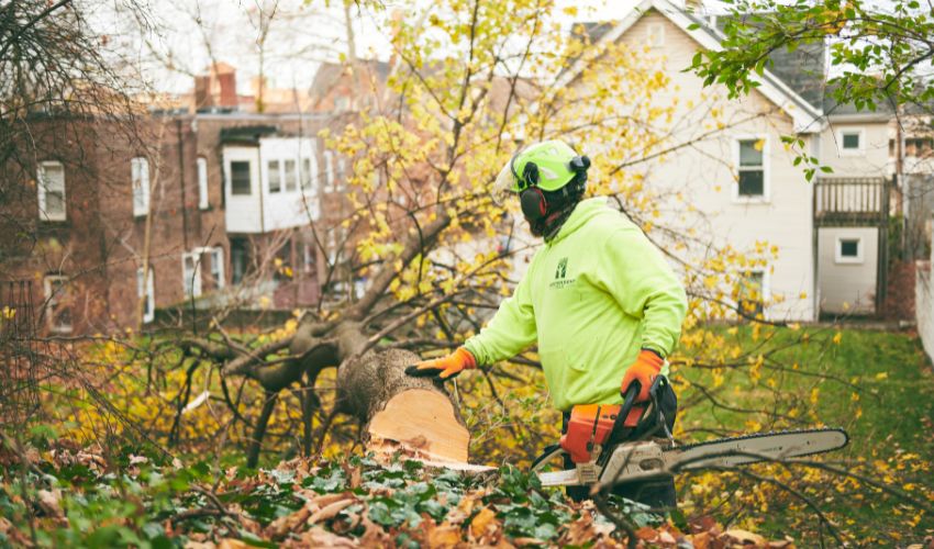 An Independent Tree worker uses a chainsaw to cut up a tree that was felled on a Northeastern Ohio property.