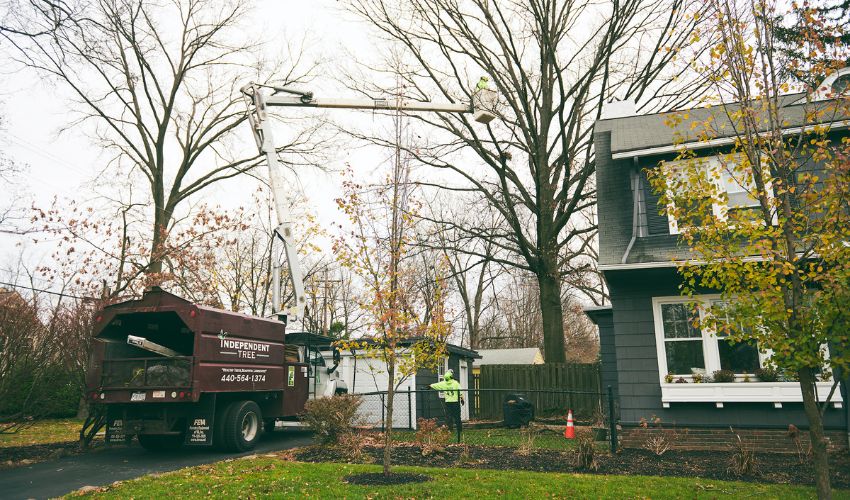 Independent Tree's bucket truck is parked in a Northeast Ohio residential driveway while tree care workers work on a nearby tree.