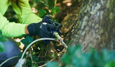 An Independent Tree worker applying PHC treatment in a tree in Ohio.