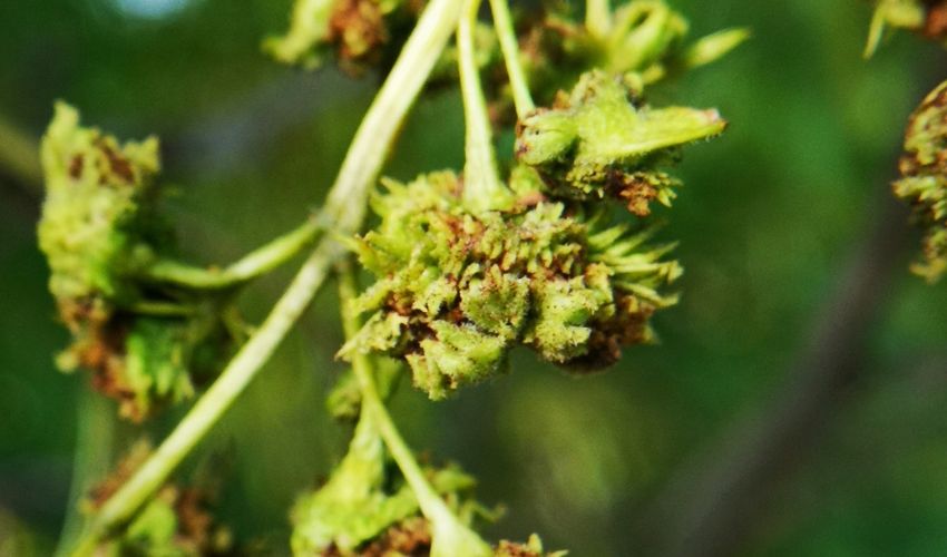 Broccoli-like galls on ash flowers in Ohio.