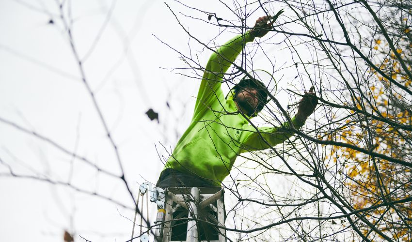 An Independent Tree crew member uses a small pruners to prune a trim during the dormant season in Ohio. 