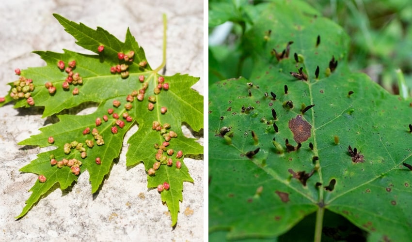 Photo on the left shows maple bladder gall on a maple leaf, photo on the right depicts maple spindle gall.