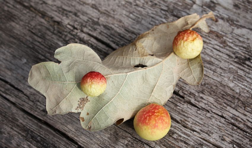 Oak apple galls on an oak leaf.