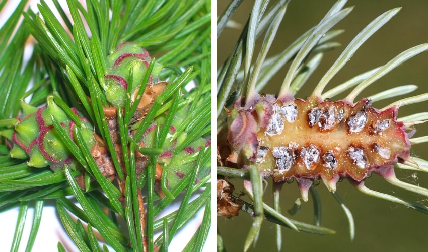 On the left, eastern spruce gall and on the right, cooley spruce gall.