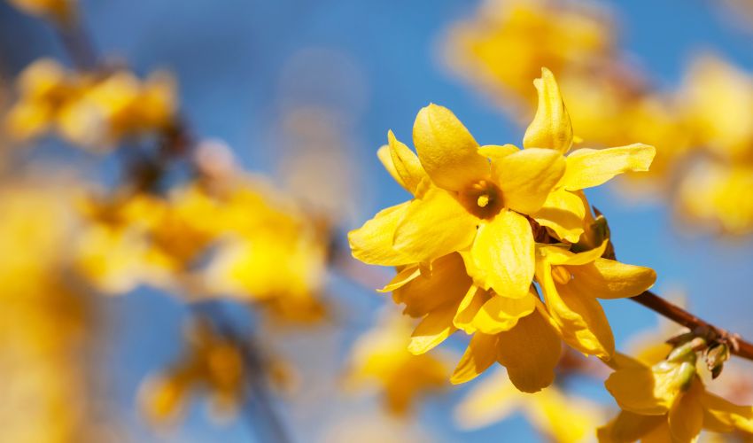 Yellow blooms on a forsythia shrub at the beginning of spring in Ohio.