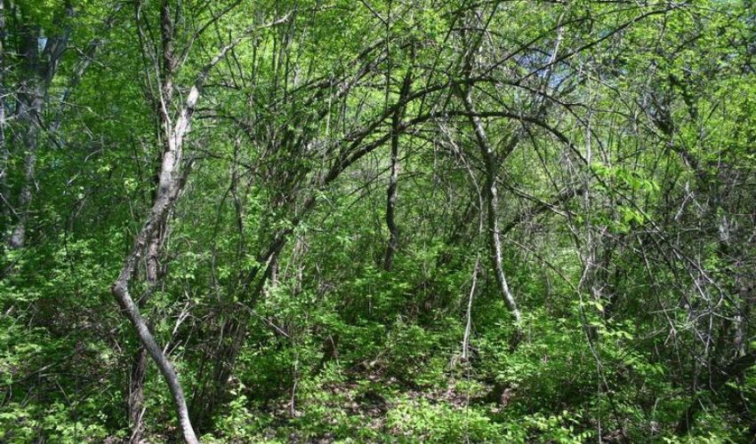 A nearly impenetrable thicket of buckthorn at the back of a property in Northeast Ohio.
