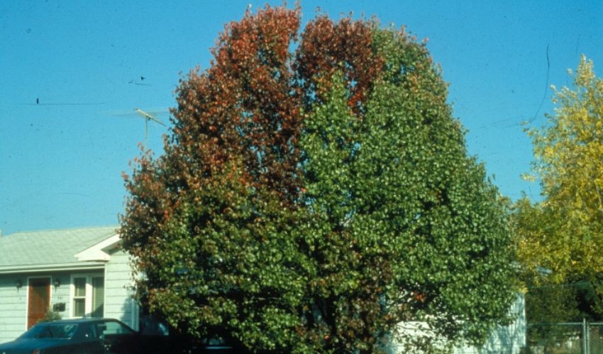 A Callery pear growing aggressively next to a home in Cuyahoga County, OH. 