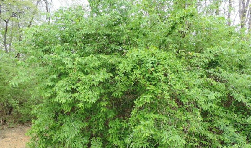 Invasive honeysuckle growing a dense thicket in a backyard in Lake County, OH.