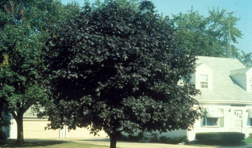 The dense canopy of a Norway Maple in a neighborhood in Portage County, OH.