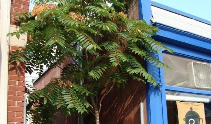 An invasive tree of heaven growing next to a commercial building.
