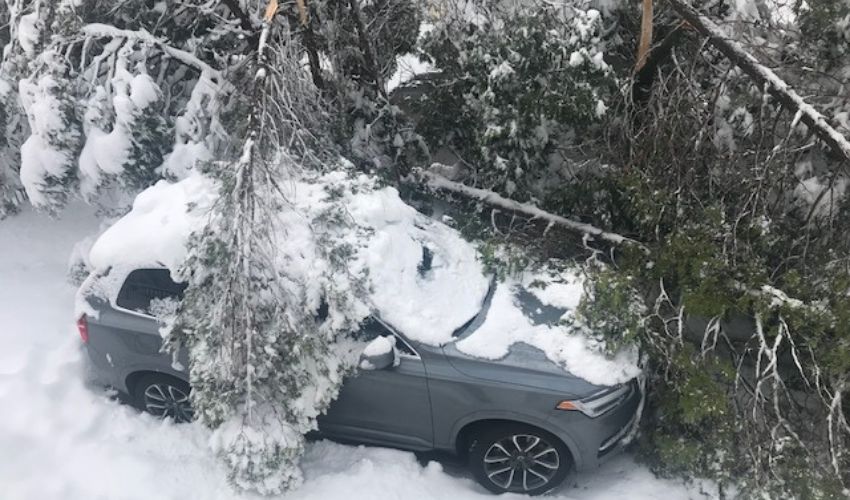 Leaning tree on a car due to a heavy snow storm.