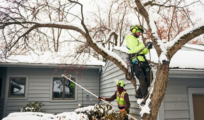 IT crew on tree pruning during winter.