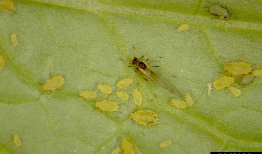 Pale-green aphid nymphs and a single, winged adult feed on the underside of a veiny green leaf.