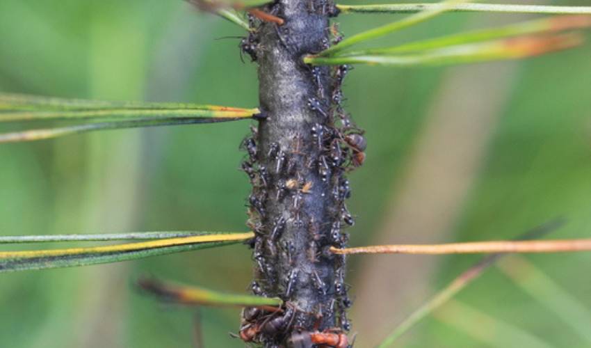 A dark branch is covered with black sooty mold with dark aphid nymphs and ants feeding on honeydew.