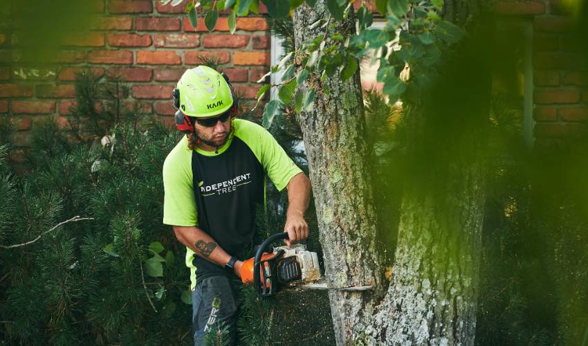 An Independent Tree Service technician cuts through the base of a large tree trunk with a chainsaw.