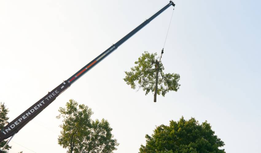 An Independent Tree Service crane lifts a section of tree into the air.