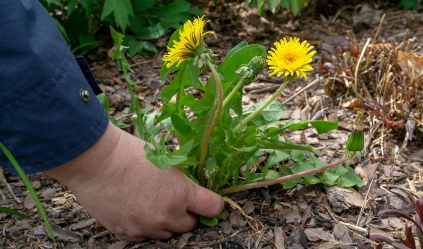 A hand grips a bundle of yellow dandelions and rips them from the ground.