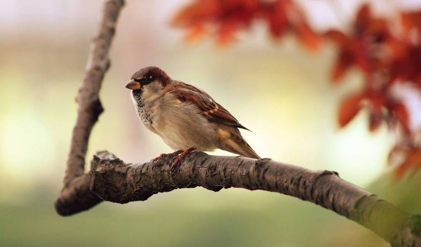 A brown and white sparrow with a black mask and tan beak perches on a brown birch branch.