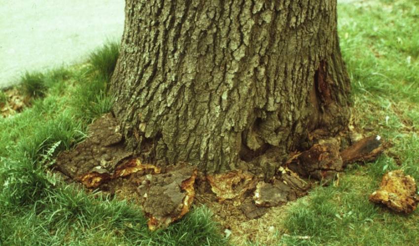 The base of a tree trunk has sections chipped away. This is the sign of a root issue. 