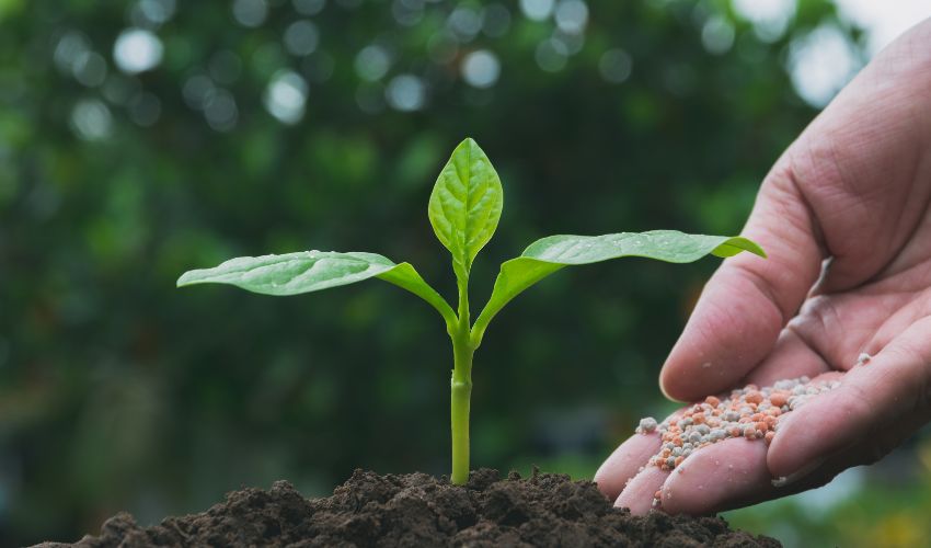 Slow-release fertilizer applied by hand to specific trees and plants.