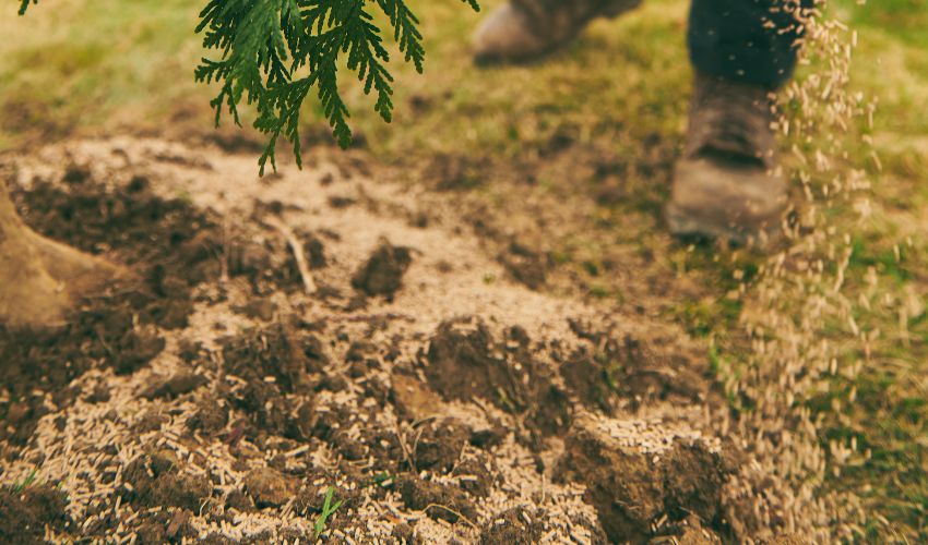 Applying organic fertilizer in spring to a newly planted tree.