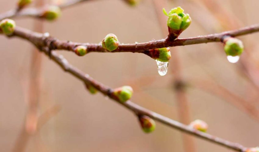 New buds emerging on a branch in early spring in Northeast Ohio.