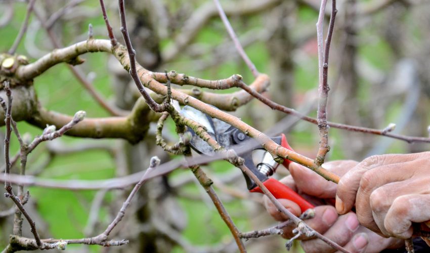 A dormant shrub getting pruned during winter season.