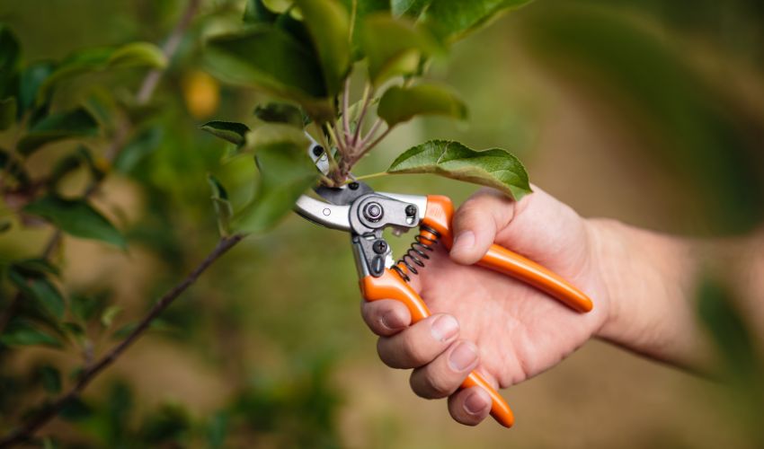 a shrub overgrowth gets pruned to put it back to its healthy shape.