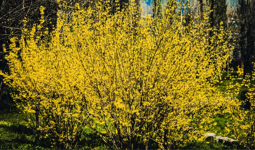 Forsythia with yellow flowers as an example of an upright shrub