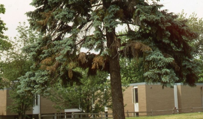 Browning needles on a blue spruce tree showing signs of Cytospora canker.