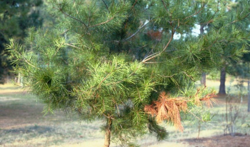 Signs of diplodia tip blight on a spruce tree.