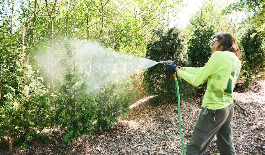 An Independent Tree PHC specialist sprays evergreen trees with preventive treatments.