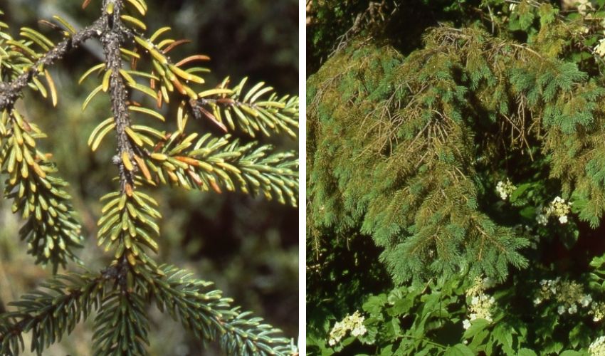 Two photos of the symptoms of Rhizosphaera needle cast in Ohio.