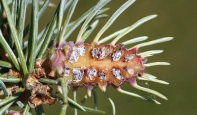 Spruce Tree Pest & Disease Issues in Northeast Ohio - Independent Tree