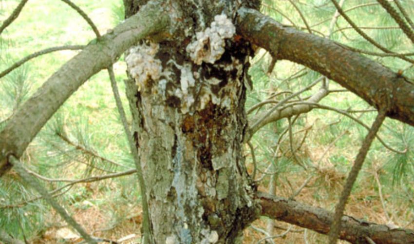 Damage from pitch mass borer on a spruce tree.