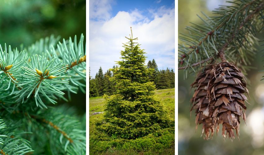 Close-up of spruce needles, a small spruce tree, and a close-up of spruce tree cones.