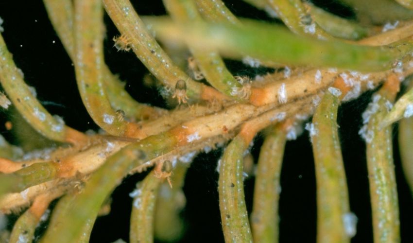 Close-up photo of spruce spider mites attacking spruce needles.