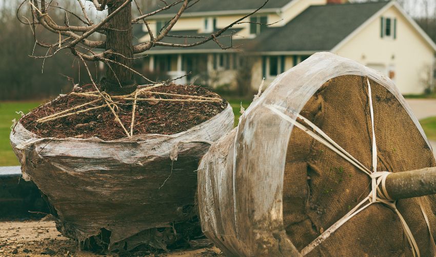 Trees ready to be planted at a home in Cuyahoga County, Ohio.