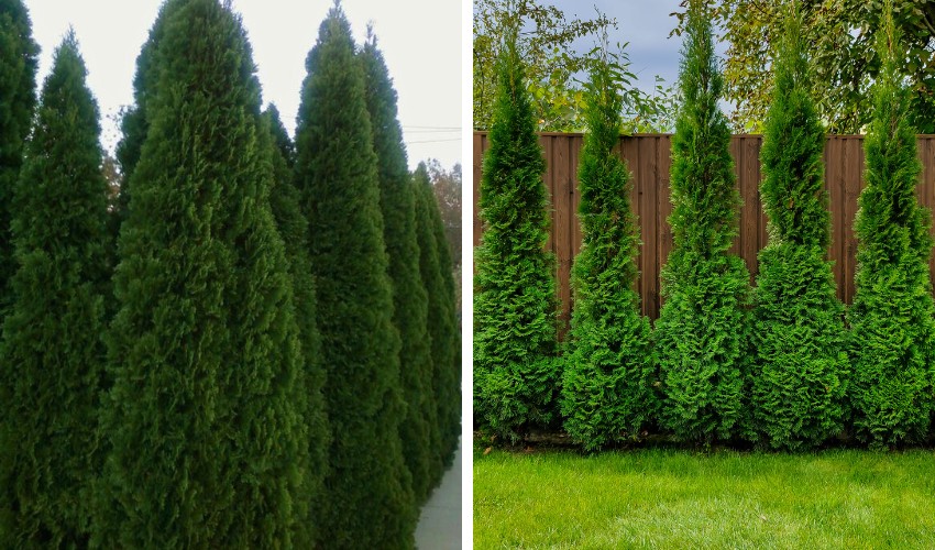 Arborvitae trees densely planted in a neat row along a landscaped area to create privacy near a residential sidewalk.