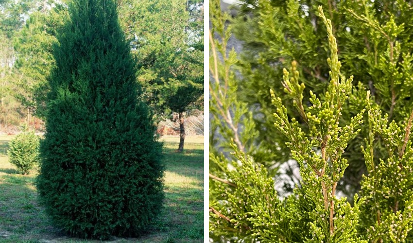 An Eastern Redcedar tree growing among a mix of other evergreen trees in a natural landscape.