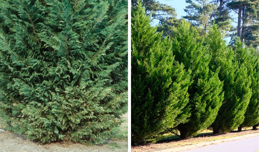 A Leyland Cypress tree in a backyard, showcasing its dense, feathery branches and unique branching pattern.