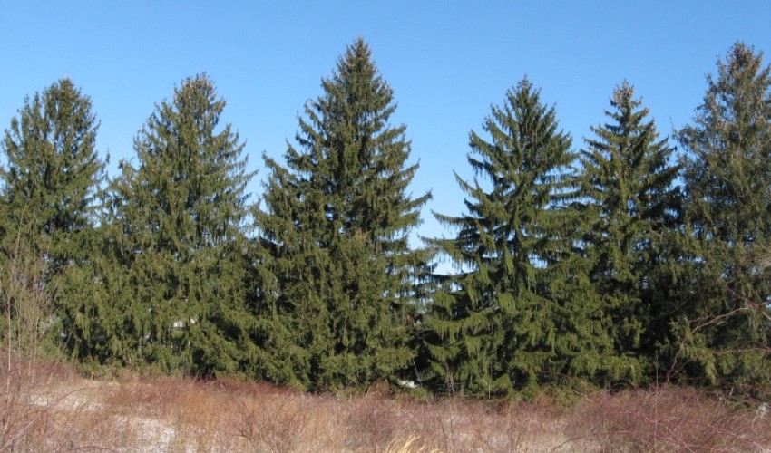 A row of Norway Spruce trees planted on a hill, acting as a windbreak to protect a property from strong winds.