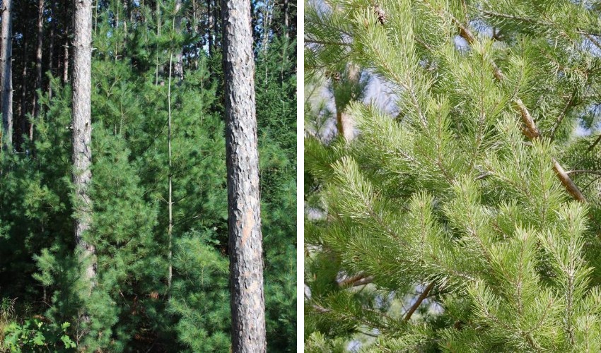 Several young Eastern White Pines growing in a forest beside mature trees with tall, bare trunks.