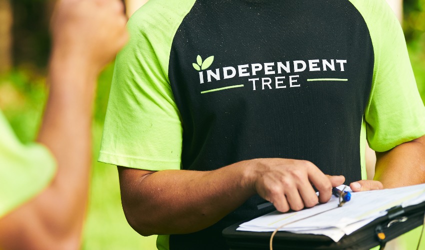 Independent Tree certified arborist conducting professional storm damage assessment with clipboard and documentation for insurance purposes and recovery treatment recommendations.