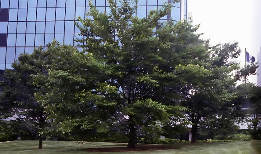 A large American beech shading a grassy area in downtown Cleveland.