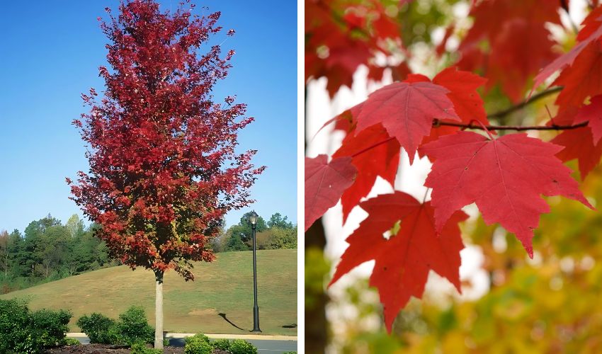 A newly planted red maple near the road, in Northeast, Ohio.