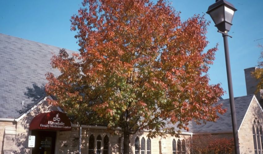 A Northern Red Oak shading a home in Lake County, OH.