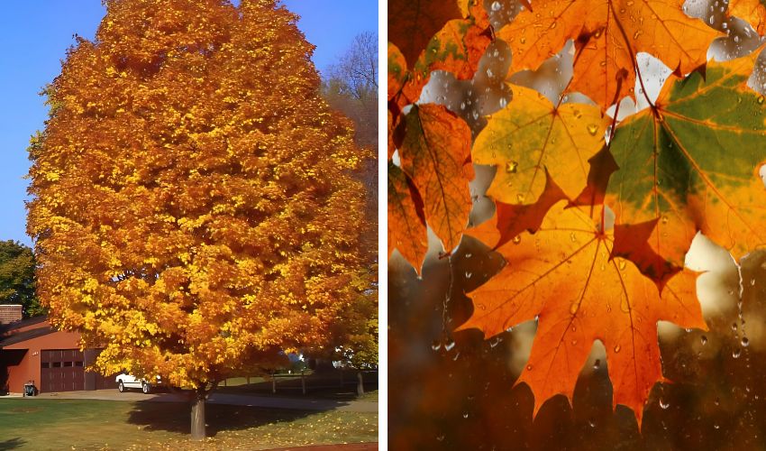 A sugar maple in the fall, shading a driveway in NE Ohio.
